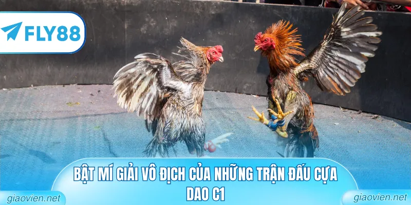 Bật mí giải vô địch của những trận đấu cựa dao C1