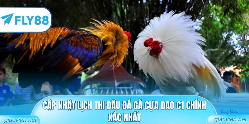 Cập nhật lịch thi đấu đá gà cựa dao C1 chính xác nhất