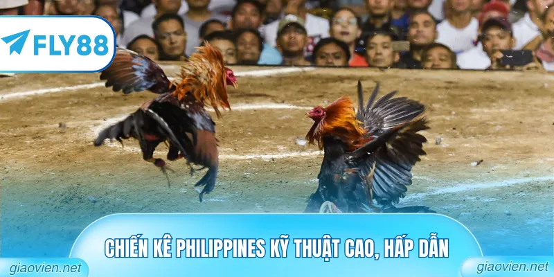 Chiến kê Philippines kỹ thuật cao, hấp dẫn