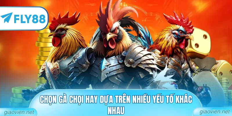 Chọn gà chọi hay dựa trên nhiều yếu tố khác nhau