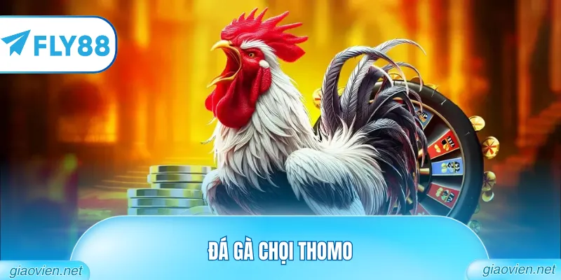 Đá Gà Chọi Thomo