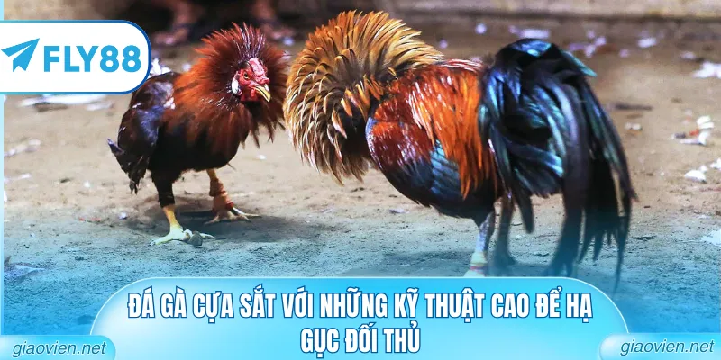 Đá gà cựa sắt với những kỹ thuật cao để hạ gục đối thủ