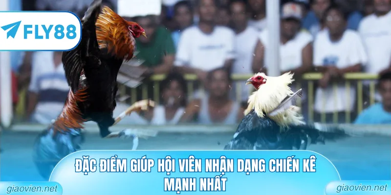 Đặc điểm giúp hội viên nhận dạng chiến kê mạnh nhất