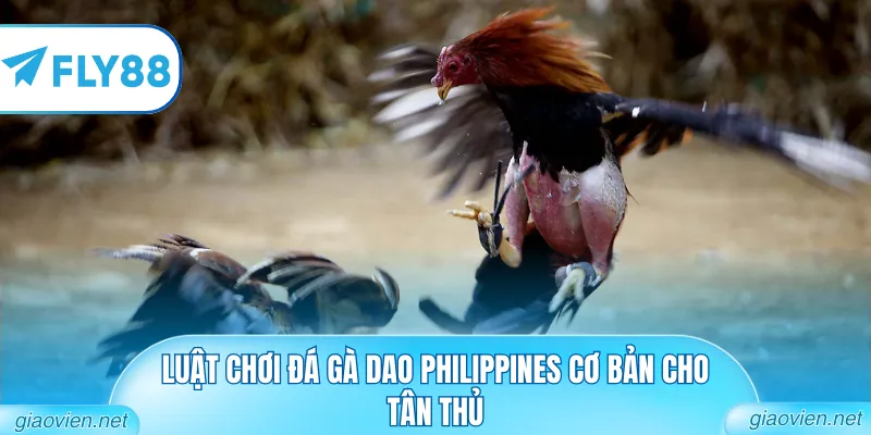 Luật chơi đá gà cựa dao Philippines cơ bản cho tân thủ