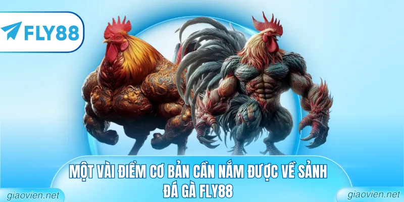 Một vài điểm cơ bản cần nắm được về sảnh đá gà FLY88
