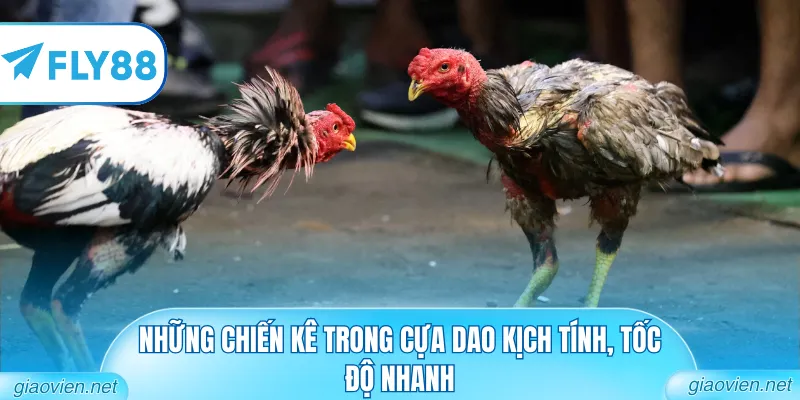 Những chiến kê trong cựa dao kịch tính, tốc độ nhanh