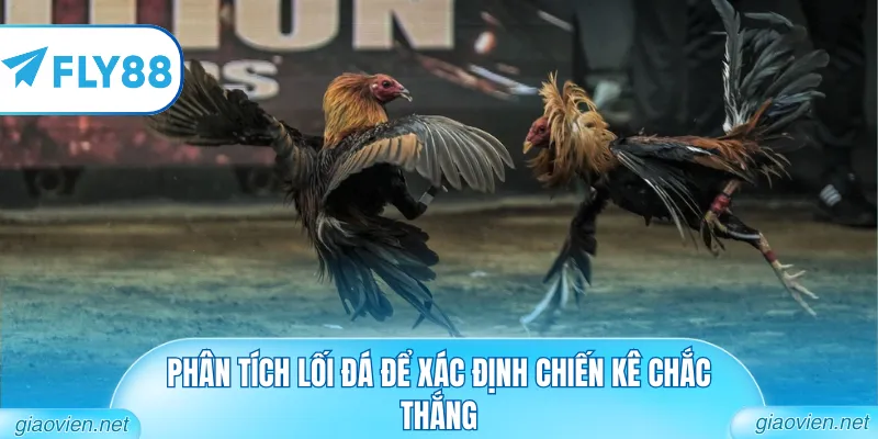 Phân tích lối đá để xác định chiến kê chắc thắng