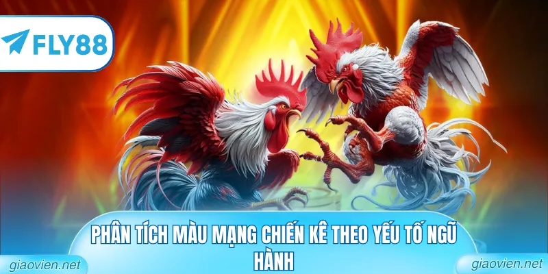 Phân tích màu mạng chiến kê theo yếu tố ngũ hành