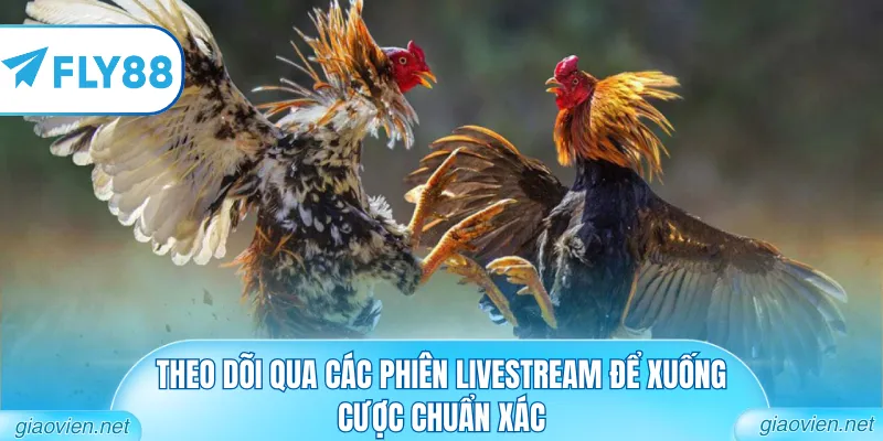Theo dõi qua các phiên livestream để xuống cược chuẩn xác
