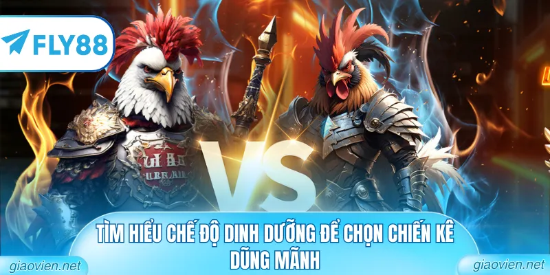 Tìm hiểu chế độ dinh dưỡng để chọn chiến kê dũng mãnh