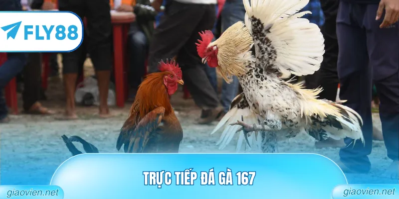 trực tiếp đá gà 167