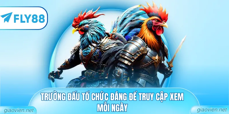 Trường đấu tổ chức đáng để truy cập xem mỗi ngày